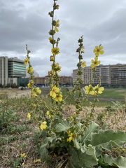 Verbascum sinuatum