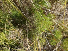 Serruria inconspicua