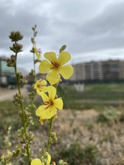 Verbascum sinuatum
