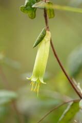Correa reflexa lobata