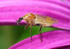 Bibioninae