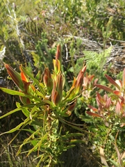Protea