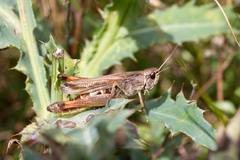Chorthippus apricarius