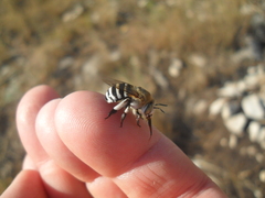 Amegilla quadrifasciata