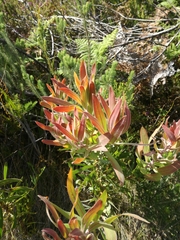 Protea