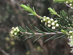Melaleuca ericifolia