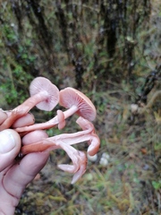 Mycena rosea