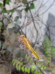 Crocothemis servilia