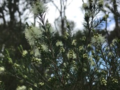 Melaleuca ericifolia