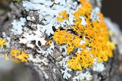 Xanthomendoza