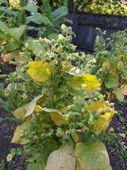 Nicotiana tabacum