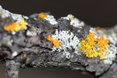 Xanthomendoza
