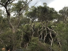 Melaleuca ericifolia