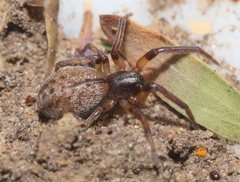 Trachelidae