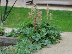 Acanthus mollis
