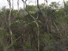 Melaleuca ericifolia