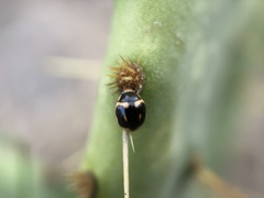 Hyperaspis trifurcata