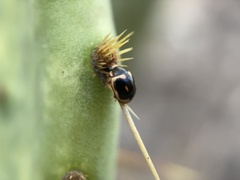 Hyperaspis trifurcata