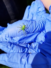 Micrommata virescens