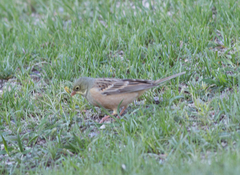 Emberiza hortulana