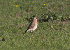 Oenanthe isabellina