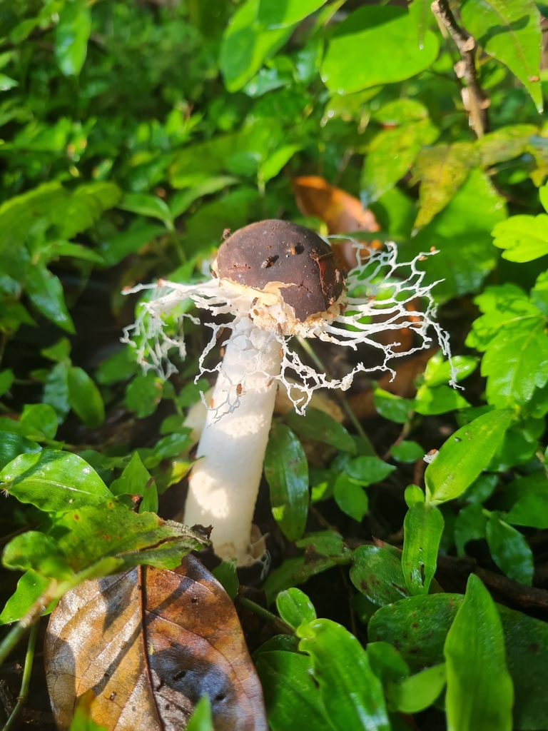 Phallus atrovolvatus · September 2022 · photo: © tonybatista (iNaturalist, cc-by)