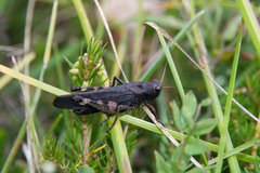 Psophus stridulus