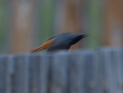 Phoenicurus ochruros phoenicuroides