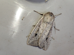 Leucania joannisi