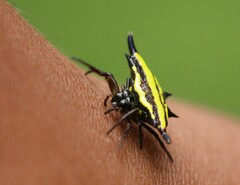 Gasteracantha diadesmia