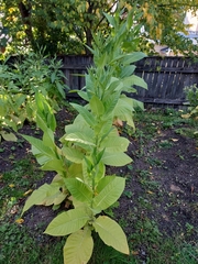 Nicotiana