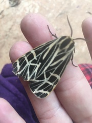 Apantesis parthenice