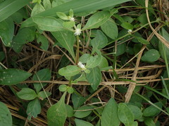 Alternanthera