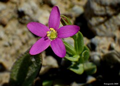 Centaurium pulchellum