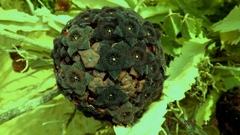 Desmidorchis retrospiciens