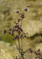 Juncus articulatus