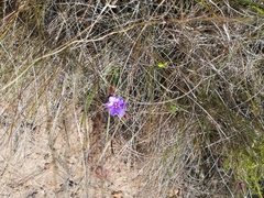 Aristea africana