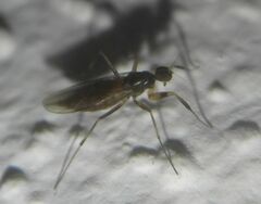 Hybotidae