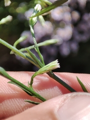 Symphyotrichum subulatum squamatum