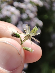 Symphyotrichum subulatum squamatum