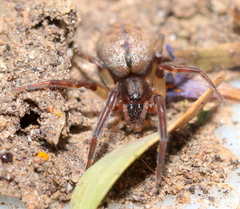 Trachelidae
