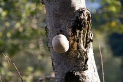 Fomitopsis betulina