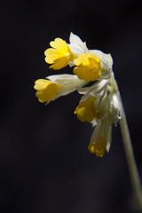 Primula veris macrocalyx
