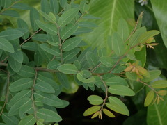 Phyllanthaceae