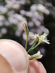 Symphyotrichum subulatum squamatum