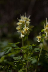 Corydalis bracteata