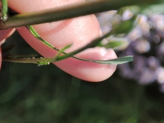 Symphyotrichum subulatum squamatum