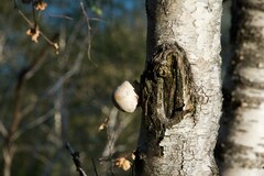 Fomitopsis betulina