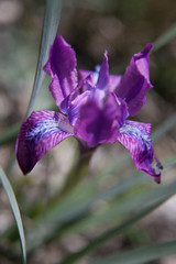 Iris tigridia