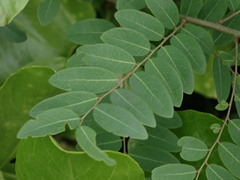 Phyllanthaceae